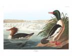 Common Merganser